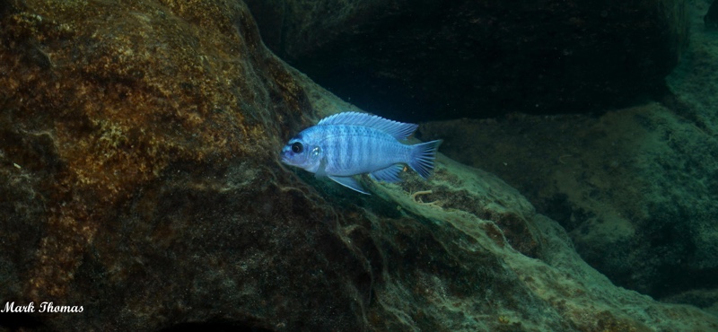 Labidochromis gigas 'Mitande Reef (Rocks)'